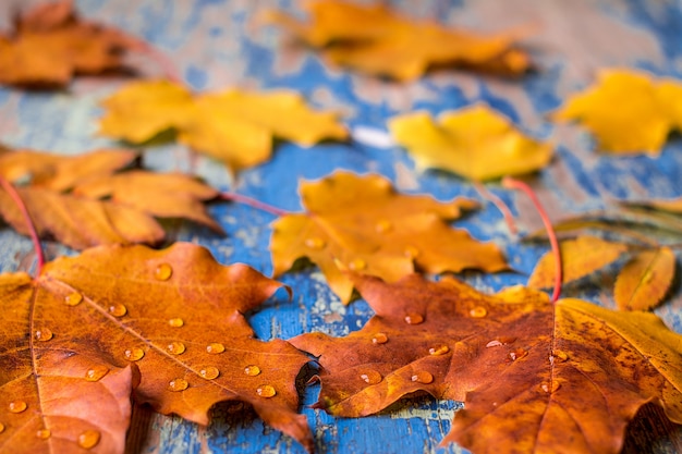 Fogli di autunno sullo scrittorio di legno del grunge ciano