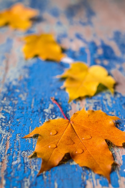 Fogli di autunno sullo scrittorio di legno del grunge ciano