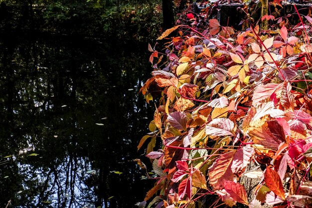 Fogli di autunno variopinti accanto al primo piano del flusso