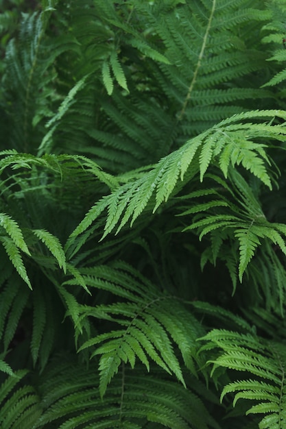 Fogli verdi di felce con le gocce di pioggia in tropicale.