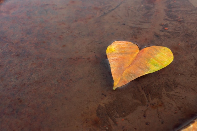 Foglia a forma di cuore gialla sull'acqua