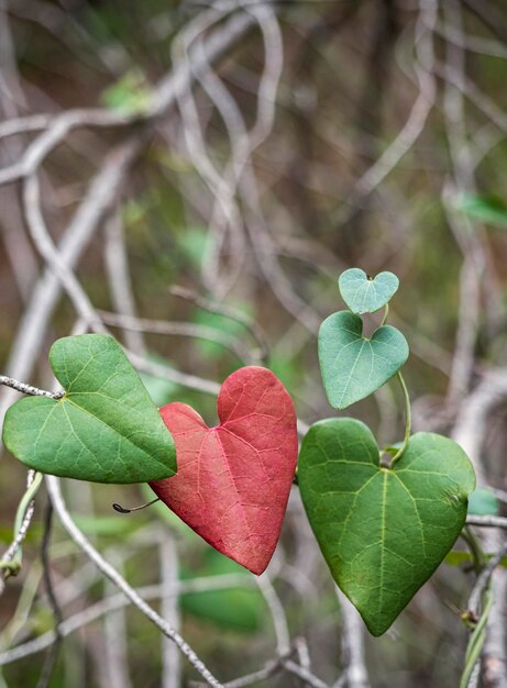 Foglia a forma di cuore