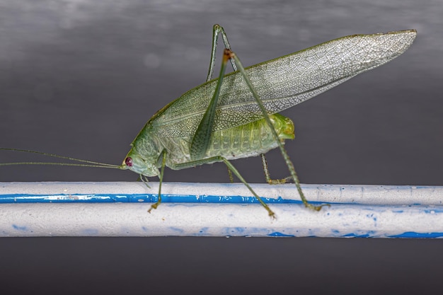 Foglia adulta Katydid