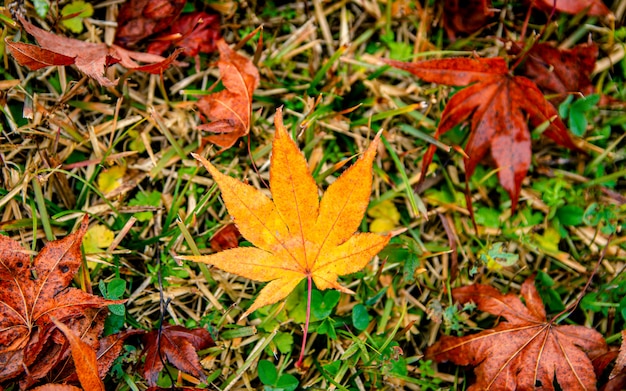 foglia autunnale coloful, in Corea.