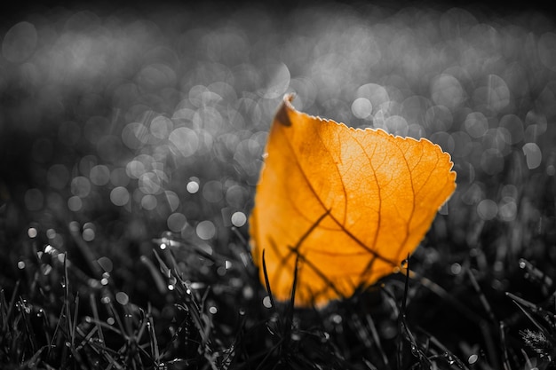 Foglia autunnale di colore selettivo alla luce del sole, bokeh soleggiato. Bellissimo sfondo di natura con terreno forestale