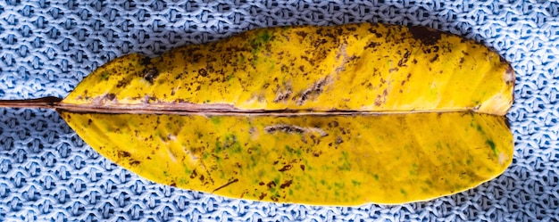 Foglia autunnale gialla su sfondo blu vista dall'alto Concetto di decorazione della natura Immagine del concetto di ottobre novembre novembre Dimensioni del banner