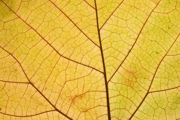 Foglia caduta arancio-verde con il primo piano delle vene. Texture foglia d'autunno