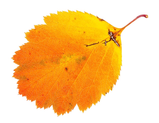 Foglia caduta arancione dell'albero di biancospino isolato