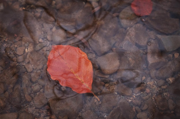 Foglia caduta che scorre in acqua all'aperto