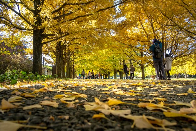 Foglia caduta di un Ginko biloba