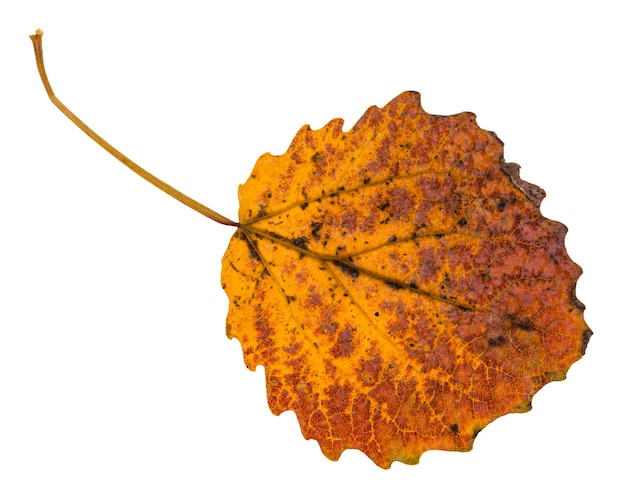 Foglia caduta gialla pezzata dell'albero di pioppo tremulo isolato