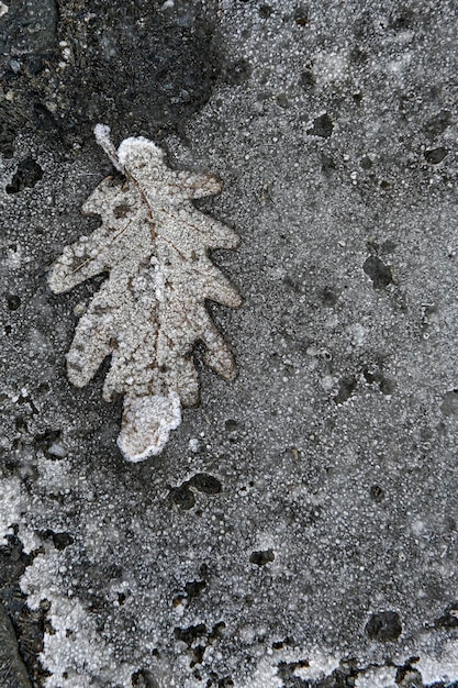 Foglia caduta sul terreno ghiacciato