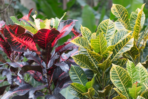 Foglia colorata in giardino