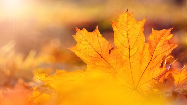 Foglia d'acero arancione sul terreno sotto i raggi del sole Foglie d'autunno