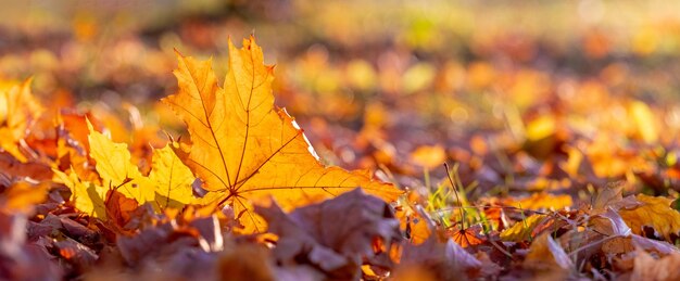 Foglia d'acero arancione sul terreno sotto i raggi del sole Foglie d'autunno