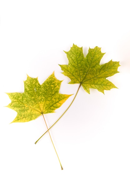 foglia d'acero autunnale colorata isolata su sfondo bianco