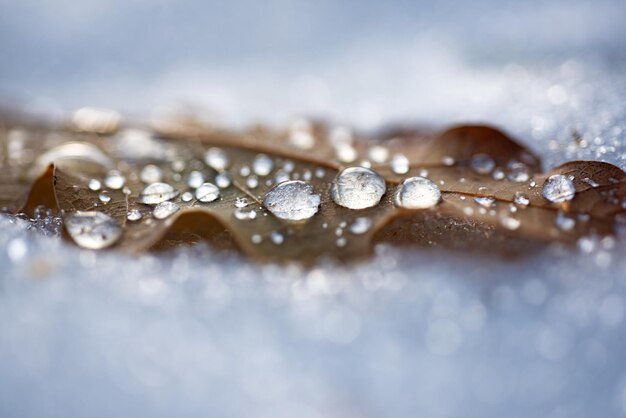 Foglia d'acero autunnale con goccioline d'acqua nella giornata nevosa per lo sfondo da vicino. Foglia d'autunno gelida. Foglie di acero congelate su sfondo di neve.