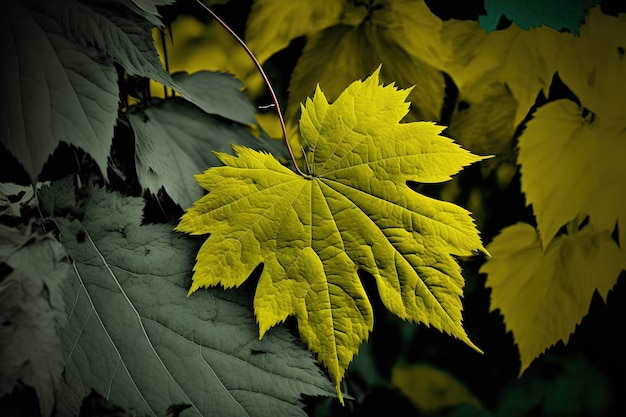 Foglia d'acero autunnale e verde prefall