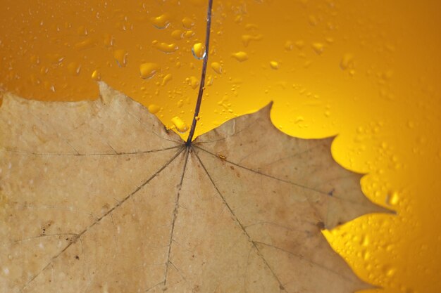 Foglia d'acero autunnale su una superficie di vetro con gocce di pioggia d'acqua su sfondo giallo