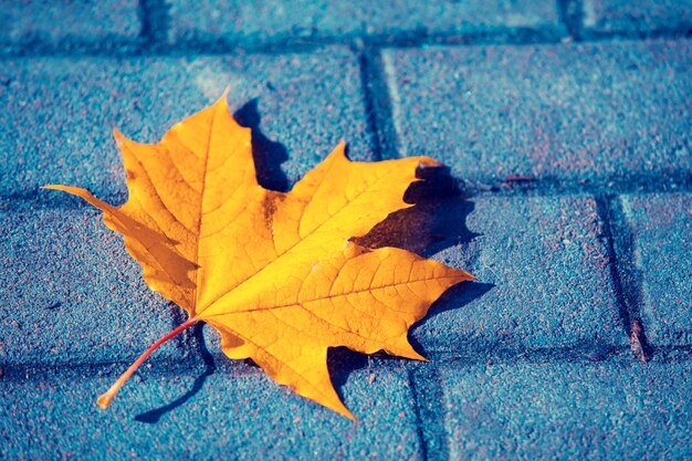 Foglia d'acero caduta in autunno sulla piastrella del marciapiede in autunno