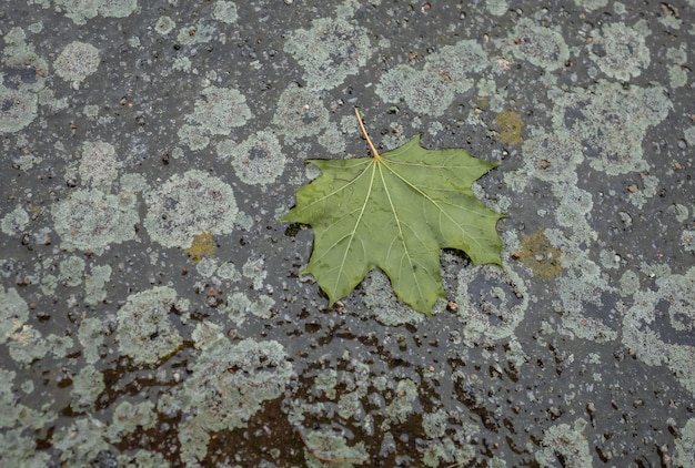 Foglia d'acero caduta sull'asfalto in caso di pioggia