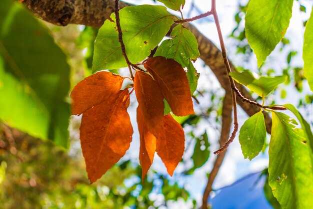 Foglia d'acero gialla autunnale tra fogliame verde. Inizio autunno.