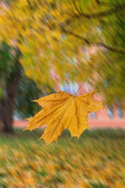 Foglia d'acero gialla con alberi e foglie cadute