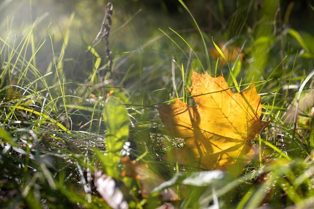 Foglia d'acero gialla nell'erba al sole Umore autunnale di ottobre