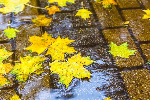 Foglia d'acero gialla stesa a terra Autunno a Mosca