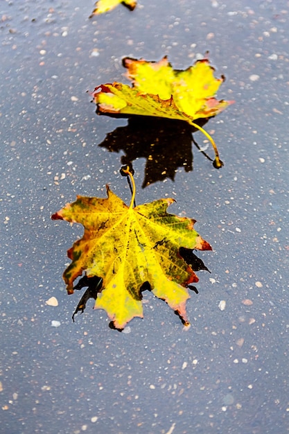 Foglia d'acero gialla stesa a terra Autunno a Mosca