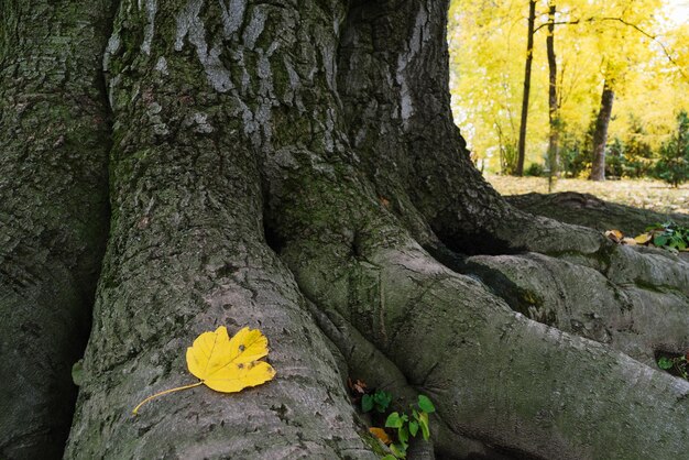 Foglia d'acero gialla sulle radici di un grande albero Autunno nel parco cittadino