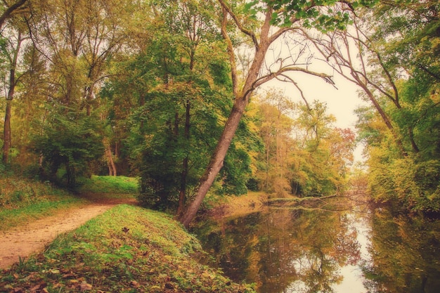 Foglia d'acero giallo autunno bellissimo sfondo autunnale