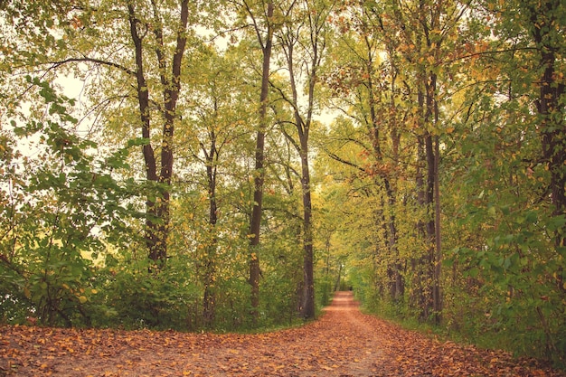 Foglia d'acero giallo autunno bellissimo sfondo autunnale