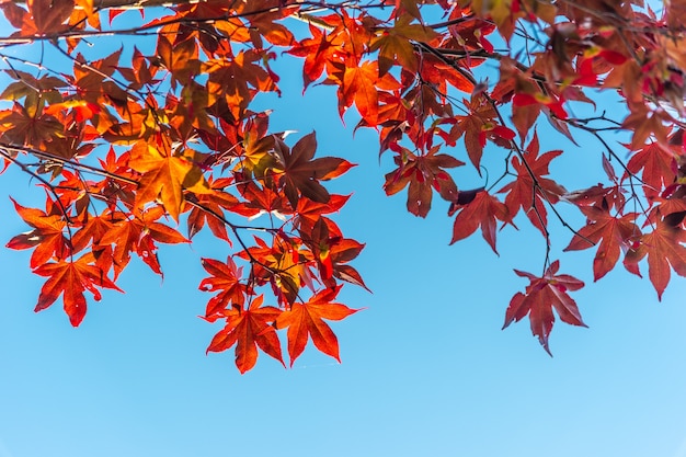 Foglia d'acero in autunno