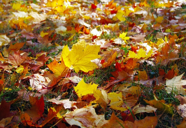 Foglia d'acero in un campo di erba verde