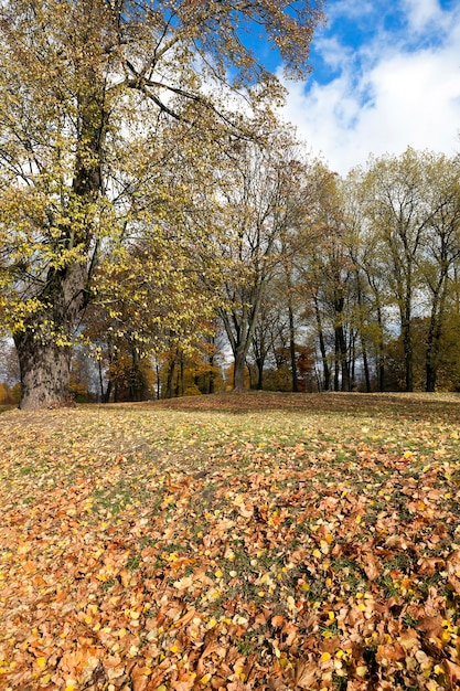 foglia d'acero nella stagione autunnale