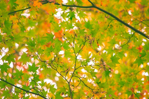 Foglia d&#39;acero, ramo di un albero in autunno bello