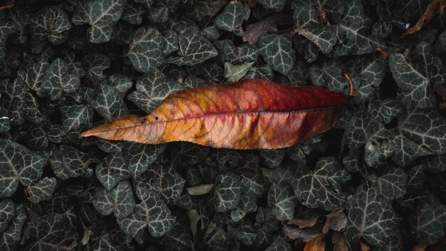 foglia d'acero rossa a terra