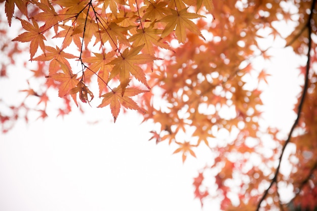 Foglia d&#39;acero rossa, autunno del Giappone