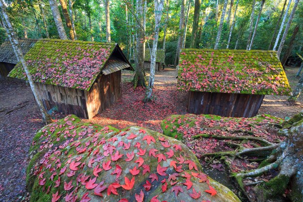 Foglia d'acero rossa con scuola politica e militare a Phu Hin Rong Kla National Park Thailandia