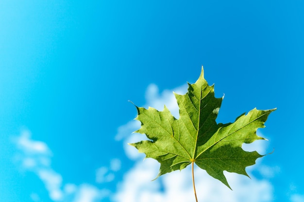 Foglia d'acero verde contro il cielo nuvoloso blu