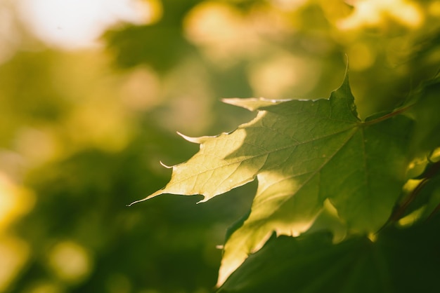 Foglia d'acero verde illuminata dai raggi luminosi del sole Atmosfera calda e gioiosa dell'estate Primo piano Foglie dell'albero