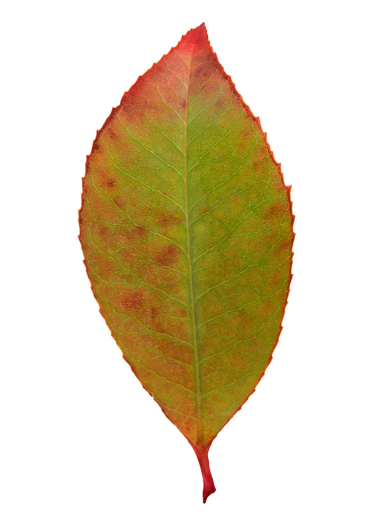 Foto foglia d'autunno adesivo png pianta arancione su sfondo trasparente