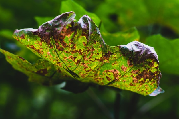 Foglia d'autunno caduta morta dorata marrone sul lato