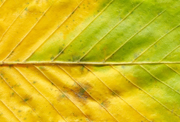 Foglia d&#39;autunno colorato