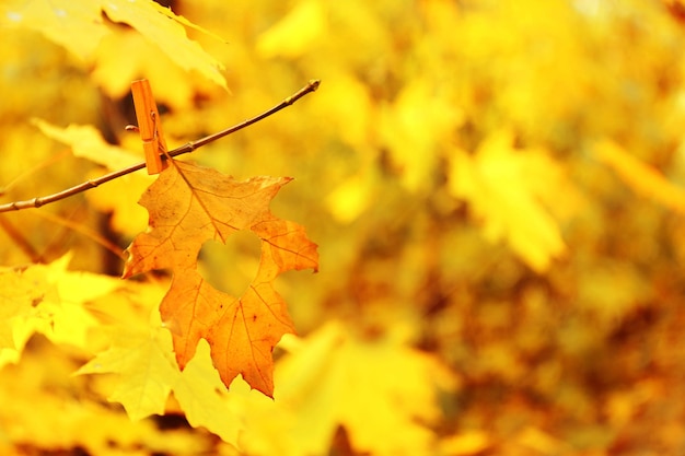 Foglia d'autunno con cuore, all'aperto