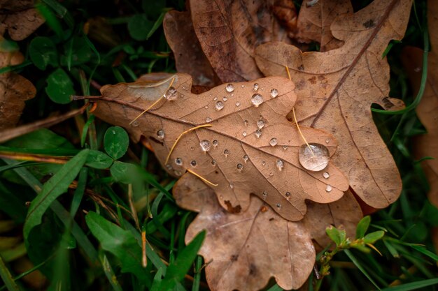 Foglia d'autunno con il primo piano di grandi gocce