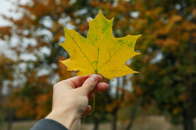 Foglia d'autunno della stretta della mano femminile