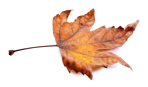 Foglia d'autunno dorata isolata su sfondo bianco