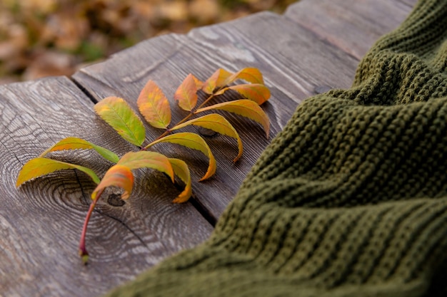 foglia d'autunno e maglione giacciono su assi di una panca di legno ruvida nei raggi del tramonto Cartolina d'autunno